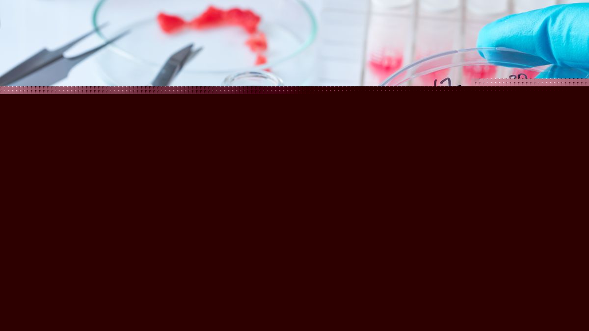 Meat sample in open disposable plastic cell culture dish in modern laboratory or production facility.