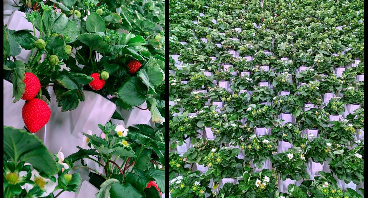 Plenty是Driscoll草莓的垂直农场