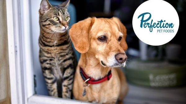 Post Holdings, pet food