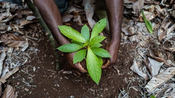 可可树农林复合