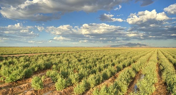 农场里一排排的银胶菊沙漠灌木