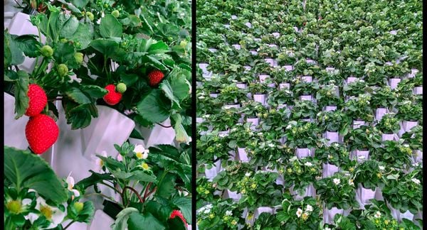 Plenty是Driscoll草莓的垂直农场