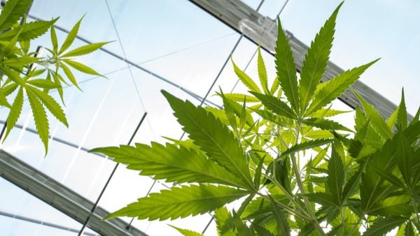 这张照片显示的是温室里生长的大麻植物。