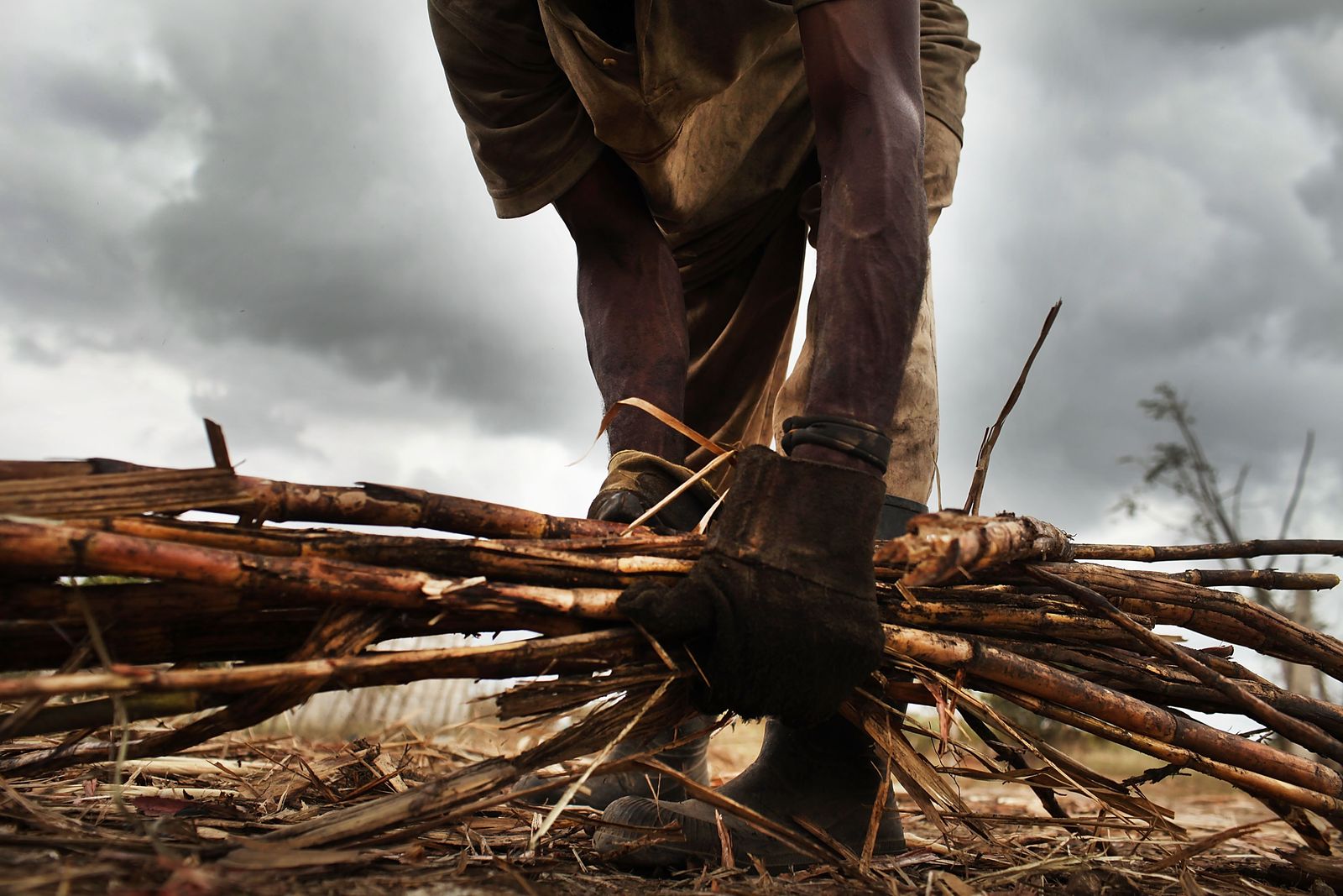 A person wearing black gloves bends over to grab a bundle of sugarcane.