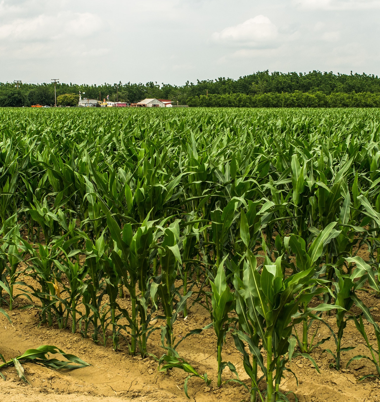 玉米田