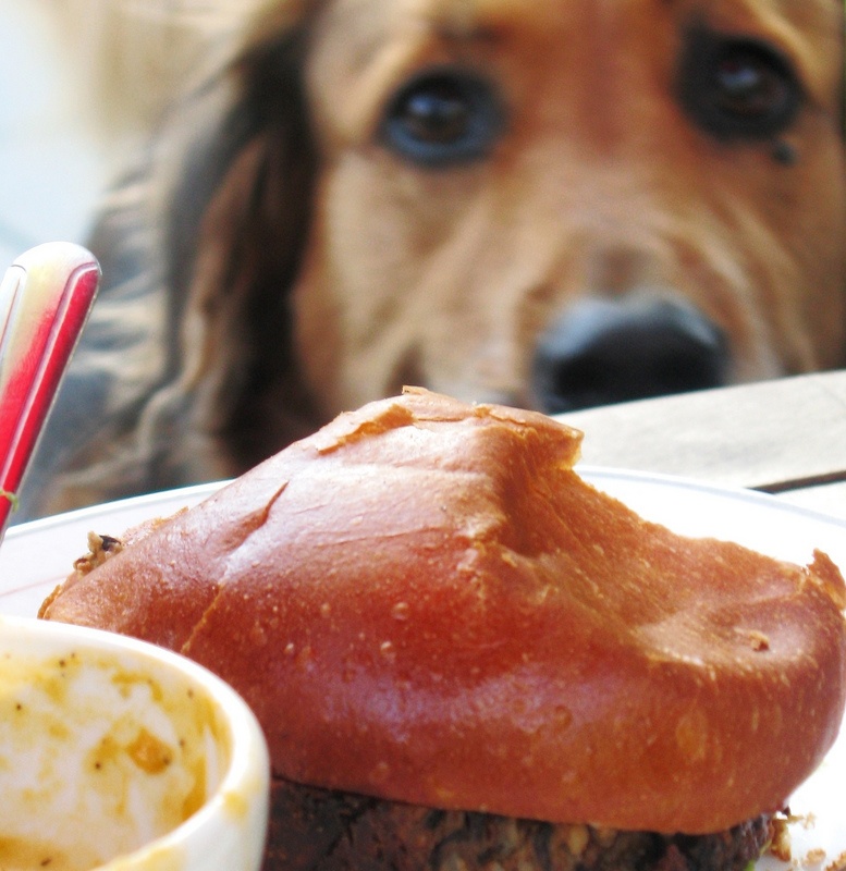 狗想吃人的食物