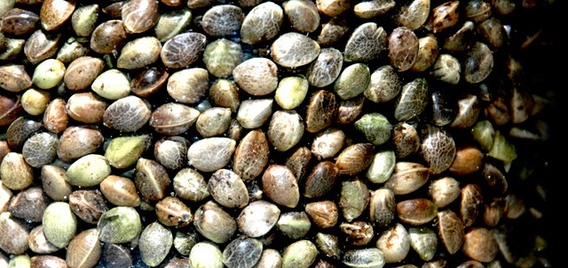 hemp seeds