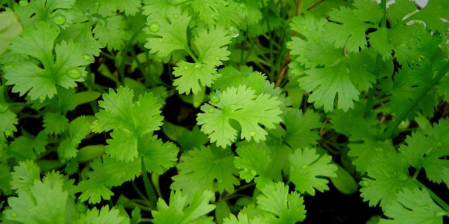 香菜