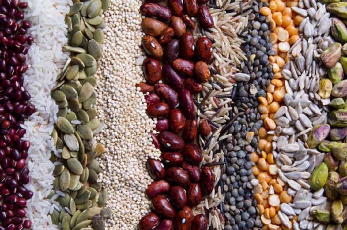 替代蛋白质来源